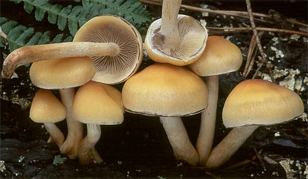 Hypholoma capnoides